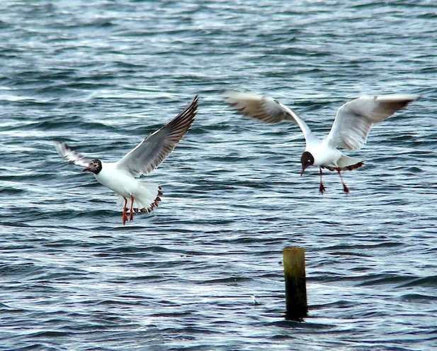 black-headed gull